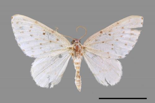 Naxidia punctata[胡麻斑白波尺蛾][00054496]