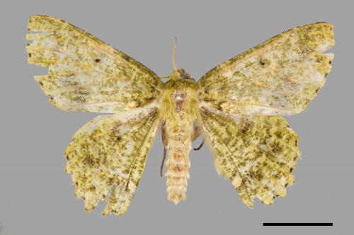 Herochroma ochreipicta[眉原粉綠尺蛾][00044867]