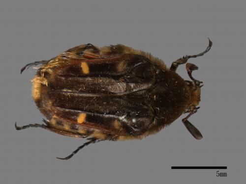 Macronotops nigropubescens[黑艷陷紋金龜][00081853]
