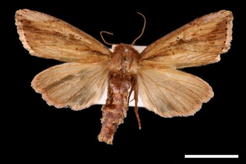 Nonagria nigropunctata[00002676]