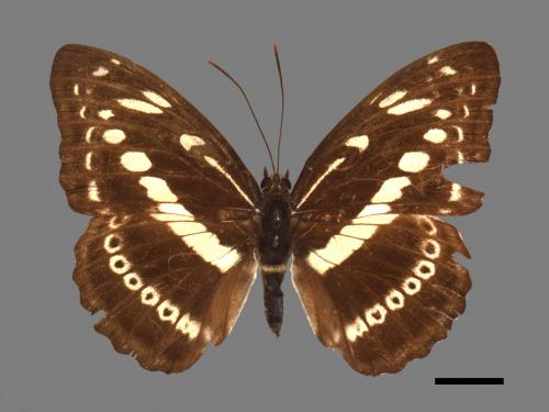 Athyma asura baelia[白圈三線蝶][00015134]