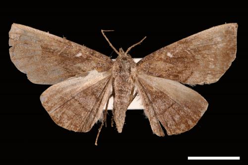 <已分類>Genus：Mecodina[00007488]