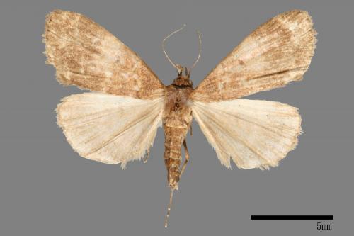 <已分類>Family：Noctuidae[夜蛾科][00011183]