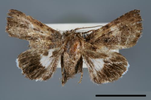 <已分類>Genus：Aedia[00007102]