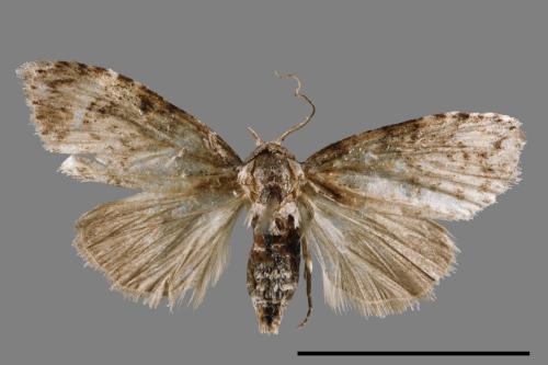 <已分類>Family：Noctuidae[夜蛾科][00008839]