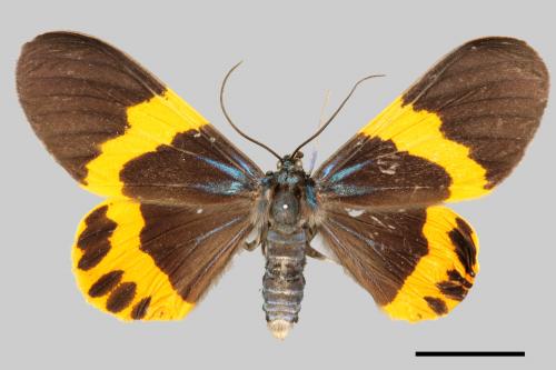 Milionia basalis pryeri[橙帶枝尺蛾][00059111]