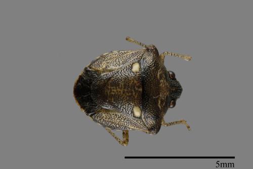 Eysarcoris guttigerus[00090460]