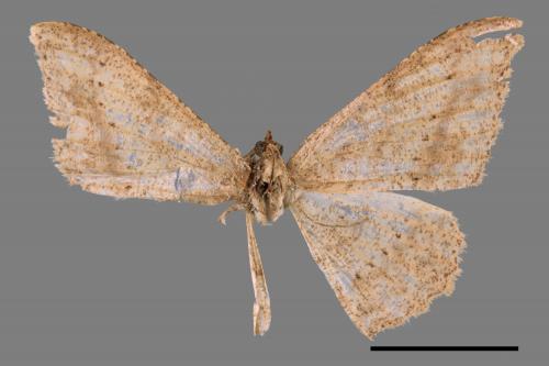 Luxiaria mitorrhaphes[雙斑鈎尺蛾][00089917]