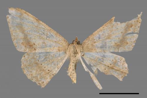 Luxiaria mitorrhaphes[雙斑鈎尺蛾][00052467]