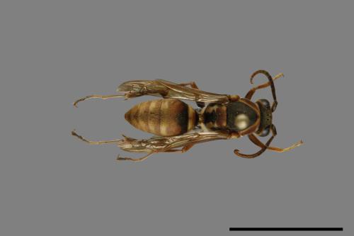 Polistes takasagonus[雙斑長腳蜂][00072736]