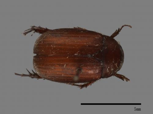 <已分類>Family：Scarabaeidae[金龜子科][00054113]