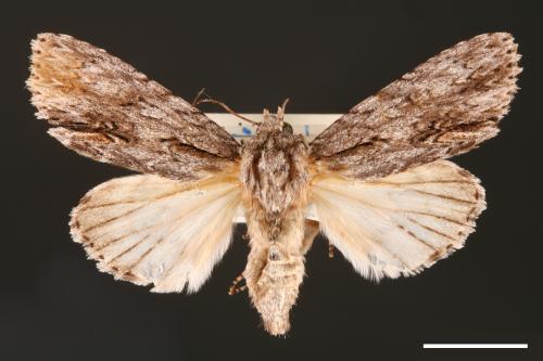 Acronicta denticulata pernivea[00000395]
