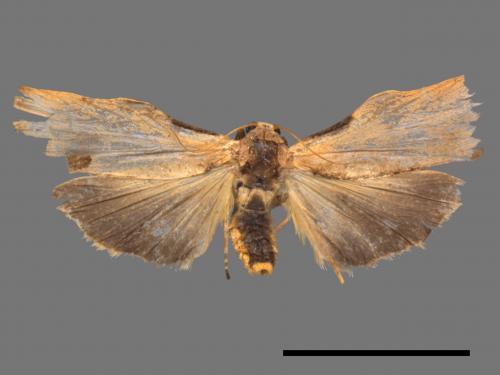 Teulisna tumida[膨圖苔蛾][00045501]
