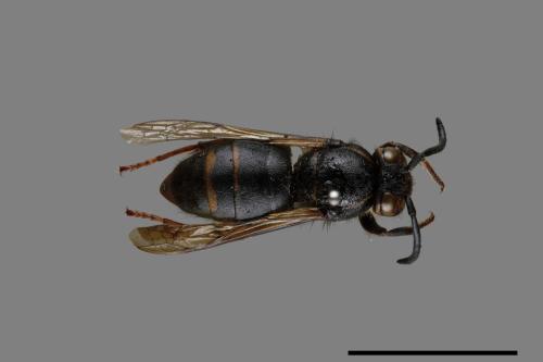 Vespula flaviceps[細黃胡蜂][00073186]