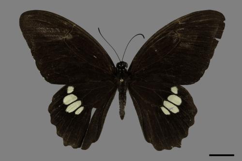 Papilio castor formosanus[無尾白紋鳳蝶][00101110]