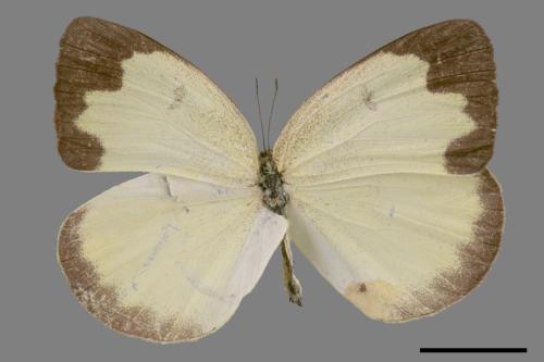 Eurema blanda arsakia[臺灣黃蝶][00013969]