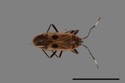 Physopelta parviceps[東亞斑紅椿][00040135]