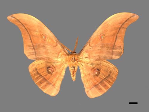 Antheraea yamamai superba[大透目天蠶蛾][00016204]