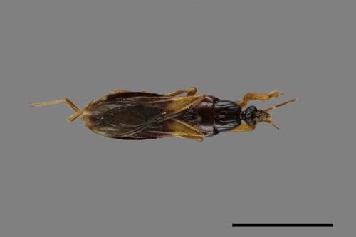 Sirthenea dimidiata[半黃足獵蝽][00041739]