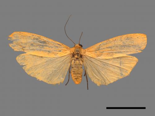 Eilema magnata[巨土苔蛾][00045495]