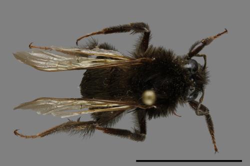 Bombus trifasciatus[威氏熊蜂][00116208]