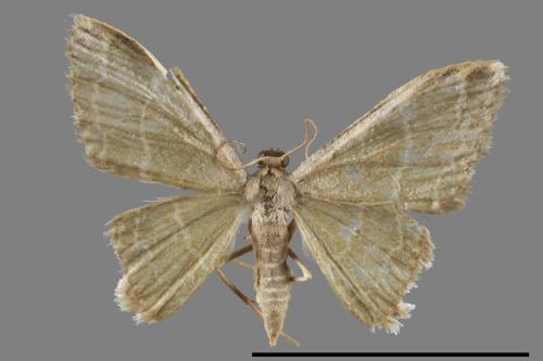 <已分類>Genus：Idaea[00039296]