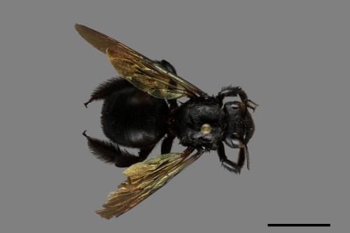 Xylocopa tranquebarorum[銅翼眥木蜂][00074772]