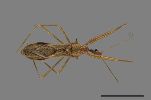 Epidaus sexspinus[00079637]