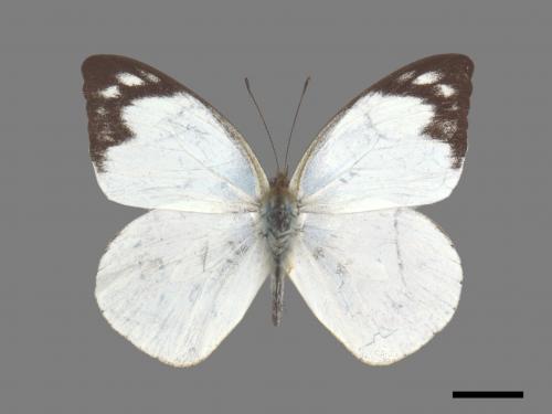 Appias indra aristoxemus[雲紋粉蝶][00060223]