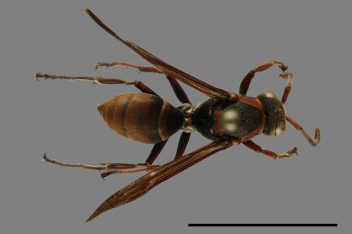 Polistes eboshinus[姬長腳蜂][00119398]