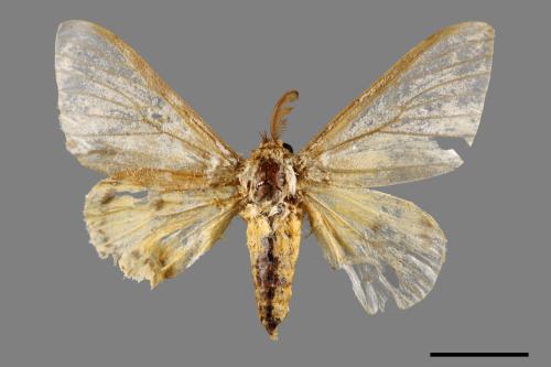 Lymantria mathura subpallida[波斑毒蛾][00058570]
