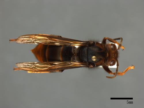 Vespa velutina[黃腳虎頭蜂][00098972]