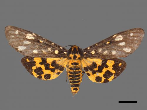 Aglaomorpha histrio formosana[大麗燈蛾][00051880]