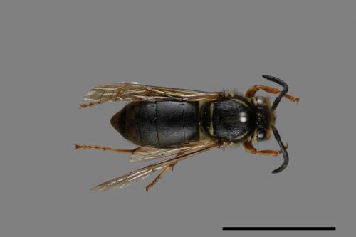 Vespula flaviceps[細黃胡蜂][00073187]