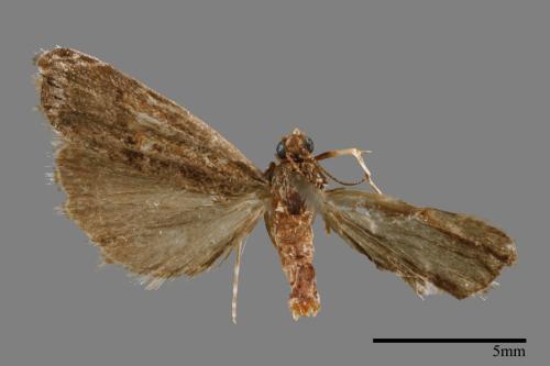 <已分類>Family：Pyralidae[螟蛾科][00014974]