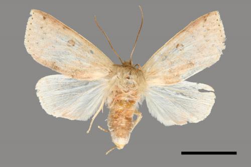 <已分類>Genus：Tympanistes[00004433]