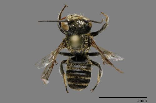 Megachile tranquilla[薔薇切葉蜂][00100895]