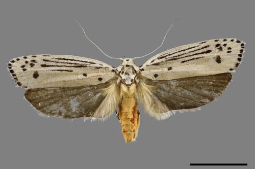 Ethmia lineatonotella[點帶織葉蛾][00061419]