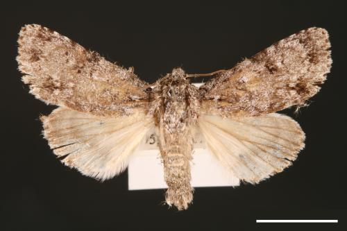 Acronicta albistigma[00000426]