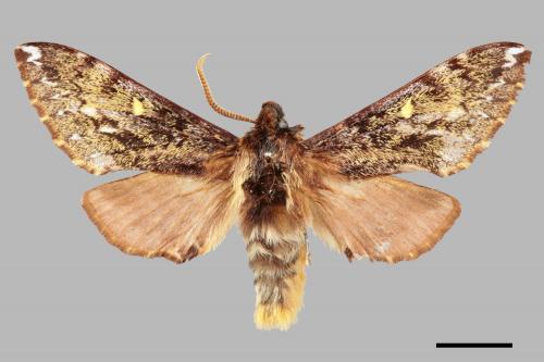 Pentateucha inouei[井上氏絨毛天蛾][00017855]