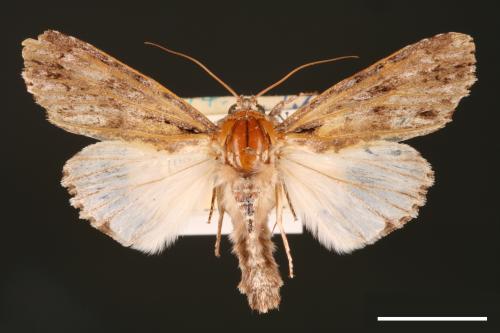 Acronicta denticulata pernivea[00000379]