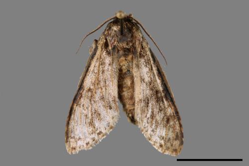 Pheosiopsis cinerea formosana[喜夙舟蛾][00036860]