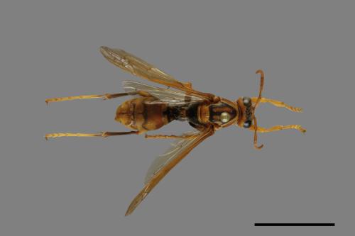 Polistes jokahamae[果馬蜂][00074359]