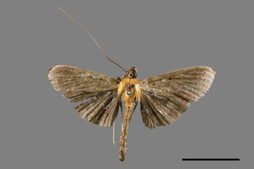 Filodes fulvidorsalis[00028736]