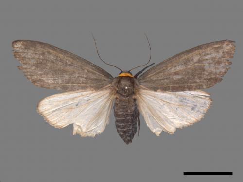 Paraona staudingeri[烏閃苔蛾][00045486]