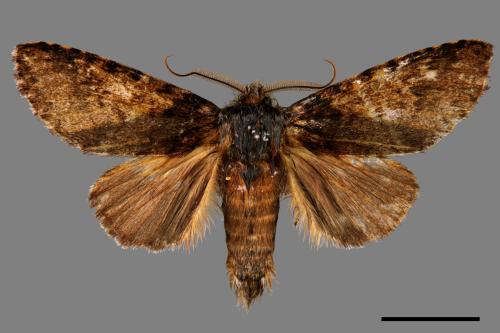 Pseudofentonia nigrofasciata[00039433]