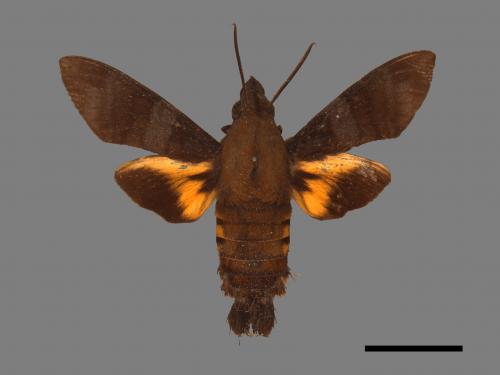 Macroglossum corythus luteata[黃紋長喙天蛾][00016502]