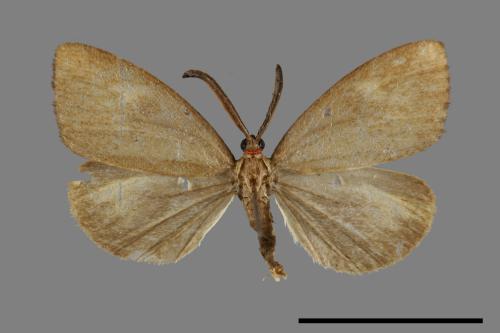 Arbudas submacula[黃紋紅頸斑蛾][00020888]