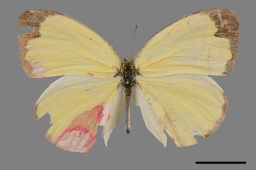 Eurema blanda arsakia[臺灣黃蝶][00014417]