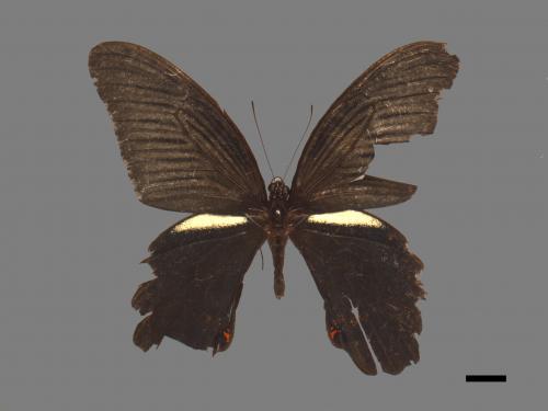 Papilio protenor protenor[黑鳳蝶][00024829]